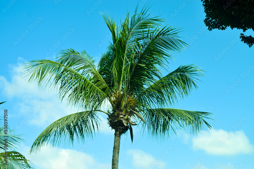 Palm tree and blue sky