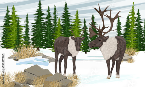 A pair of caribou reindeer stand in front of a spruce forest. Reindeer in winter. Realistic vector landscape