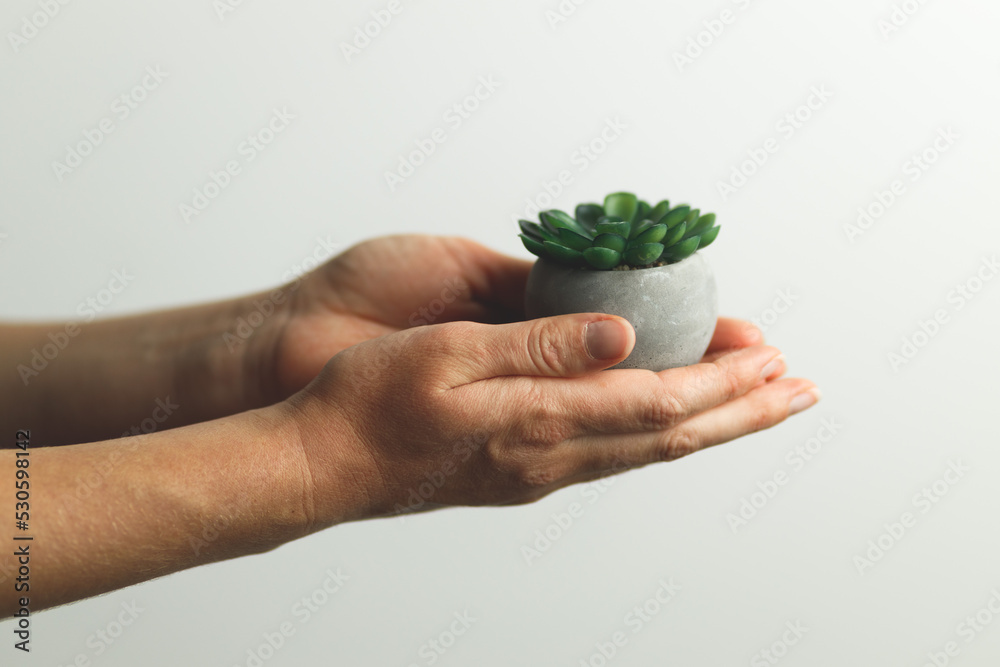 Minimalistic home plant in hands, close-up. Gardening hobby.