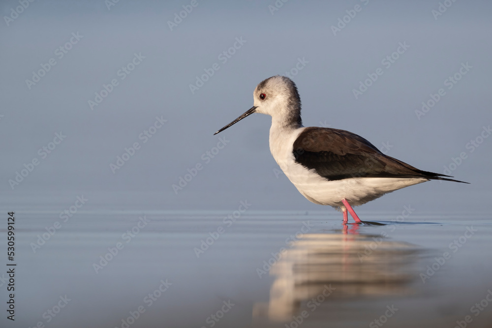 Colorful bird, Black-winged stilt (Himantopus himantopus). Colorful bird, Black-winged stilt (Himantopus himantopus).