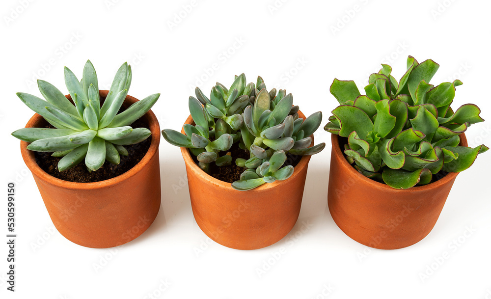Collection of succulents in pots isolated on white background