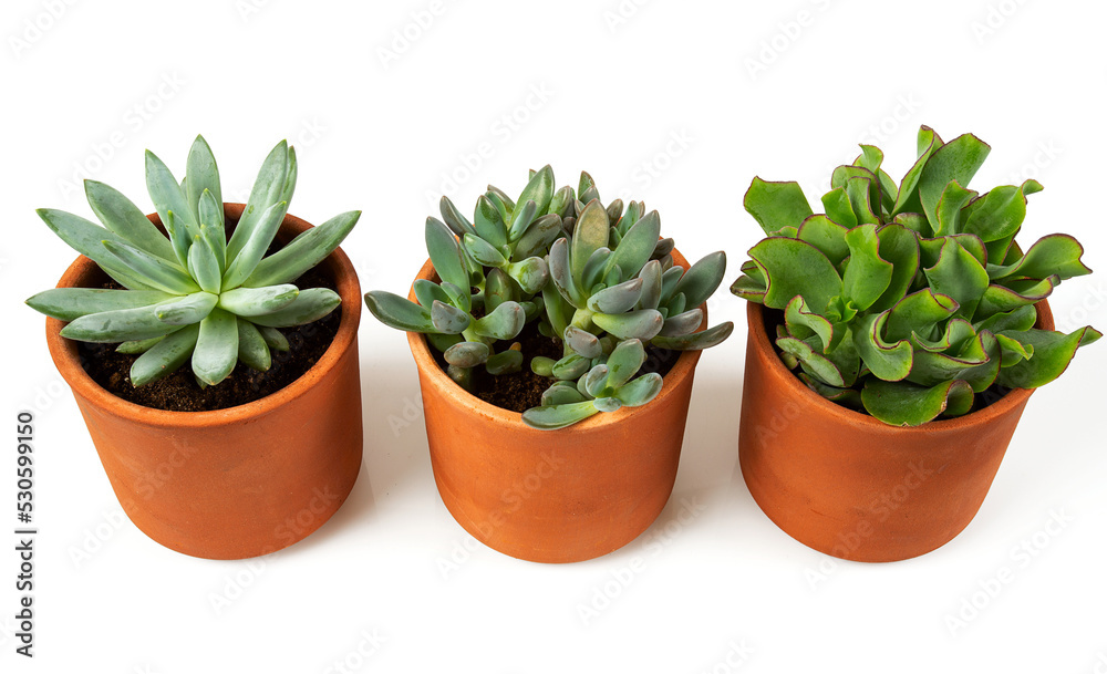 Collection of succulents in pots isolated on white background Collection of succulents in pots isolated on white background