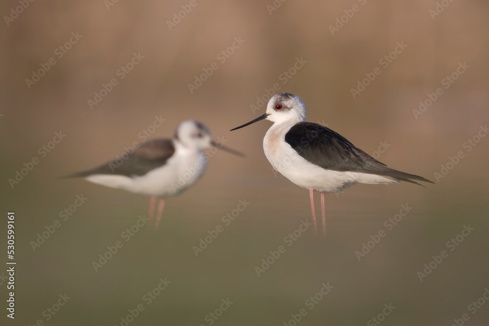 Colorful bird, Black-winged stilt (Himantopus himantopus). Colorful bird, Black-winged stilt (Himantopus himantopus).