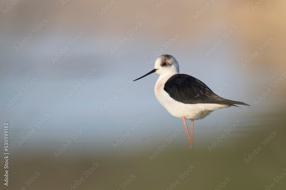 Obraz premium Colorful bird, Black-winged stilt (Himantopus himantopus).
