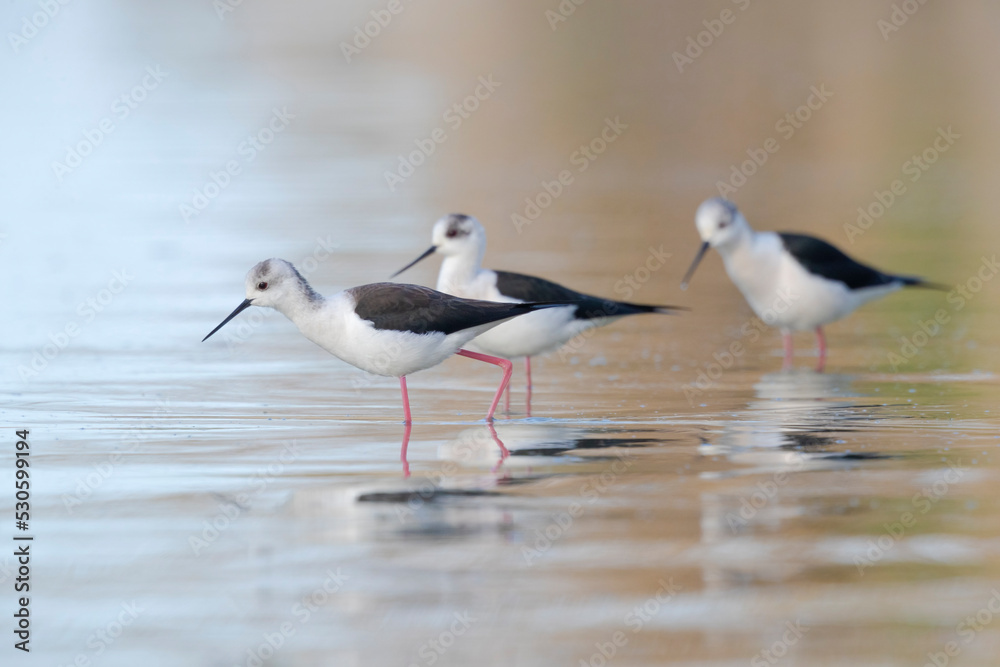 Colorful bird, Black-winged stilt (Himantopus himantopus). Colorful bird, Black-winged stilt (Himantopus himantopus).