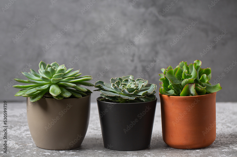 Fototapeta premium variety of succulent plants on grey surface. Empty space for your text.