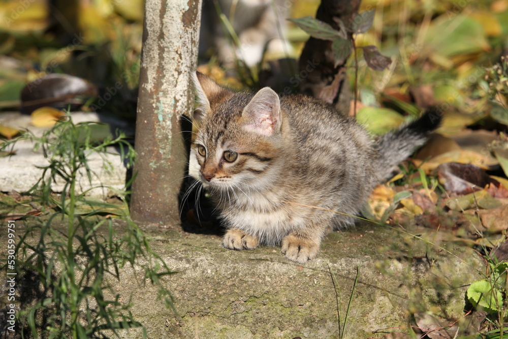 Fototapeta premium portrait of a kitten