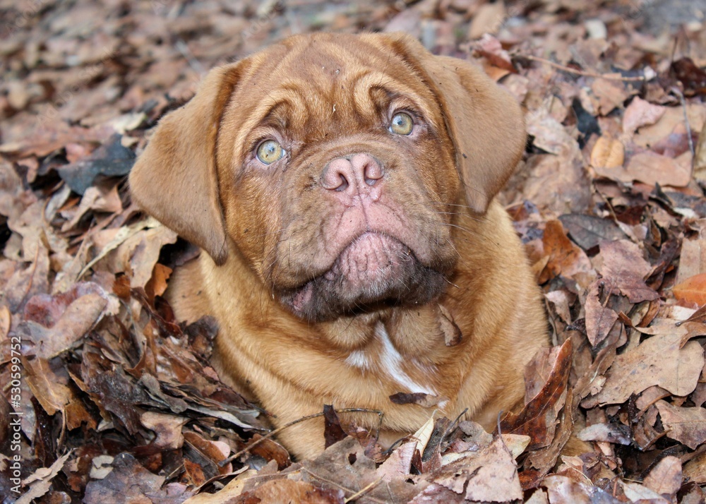 A cute puppy in a pile of leaves in the fall