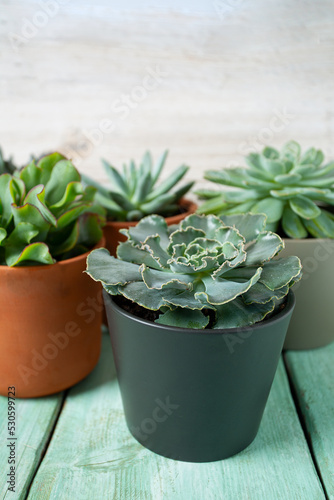 variety of succulent plants on turquoise wooden surface. Empty space for your text.