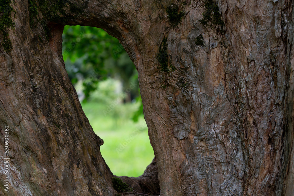 close up view from inside the tree with hollow. Unusual inside view of tree trunk. It is a summer sunny day. Blurred trees are visible in the background. close up view from inside the tree with hollow. Unusual inside view of tree trunk. It is a summer sunny day. Blurred trees are visible in the background.