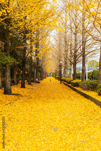 Beautifull Ginkgo trees in autumn at Utsunomiya Station East Park, Motoimaizumi, Utsunomiya, Tochigi