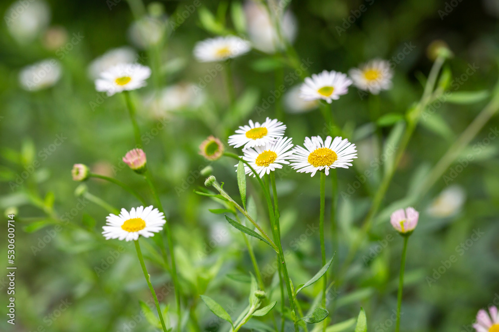 Matricaria recutita is a plant widely used for medicinal and cosmetic purposes. selective focus Matricaria recutita is a plant widely used for medicinal and cosmetic purposes. selective focus