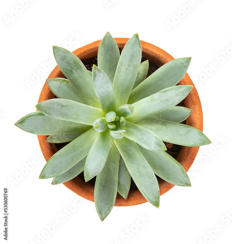 Pachyphytum compactum succulent in a clay pot isolated on white background