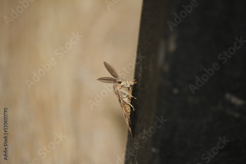 Photography closeup of spongy moth