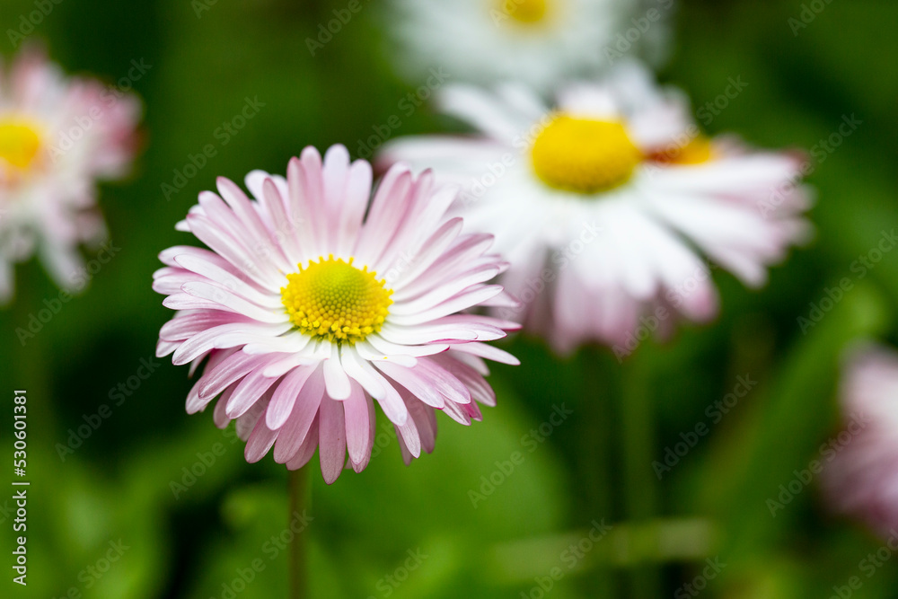 Natural background with blossoming daisies bellis perennis . Soft focus Natural background with blossoming daisies bellis perennis . Soft focus