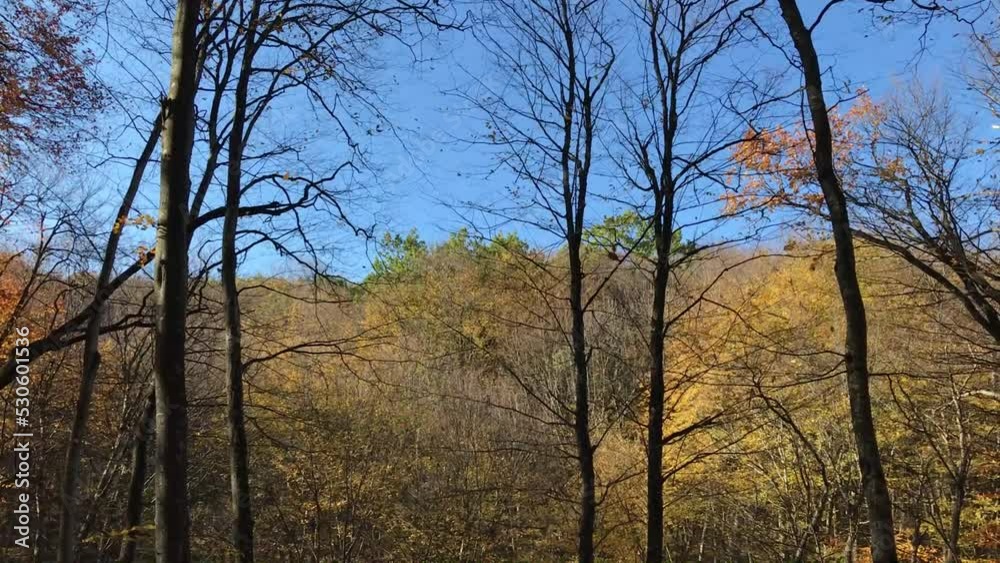 Autumn leaf fall. Leaves fall from trees. Autumn nature forest landscape. Walk through the magnificent autumn forest with red and orange trees. Autumn leaf fall. Leaves fall from trees. Autumn nature forest landscape. Walk through the magnificent autumn forest with red and orange trees.