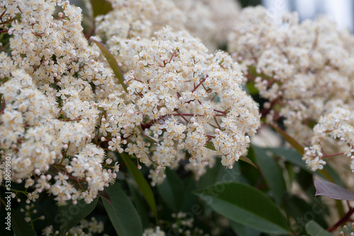 Scientific name Photinia serrulata or Pyracantha coccinea