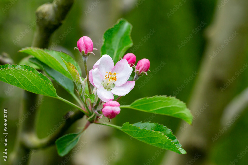 tree - apple trees blossomed, close-up of white and pink flowers of a fruit tree on a branch on a blurred background tree - apple trees blossomed, close-up of white and pink flowers of a fruit tree on a branch on a blurred background