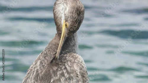 Cormorano pulisce le piume sugli scogli in riva al mare photo