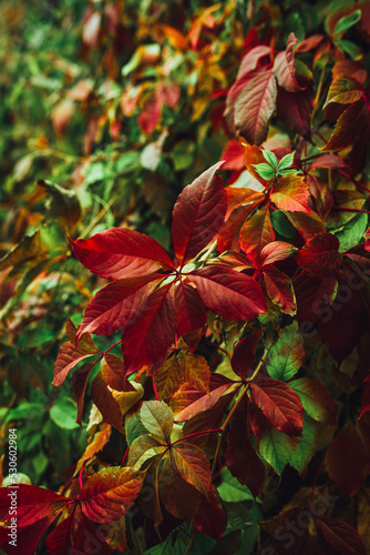 Colorful nature backgrounds with autumn leaves. Nature background mixed colors