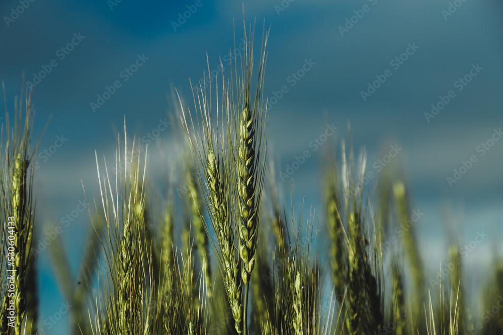 Green wheat field close up image. Agriculture scene Green wheat field close up image. Agriculture scene