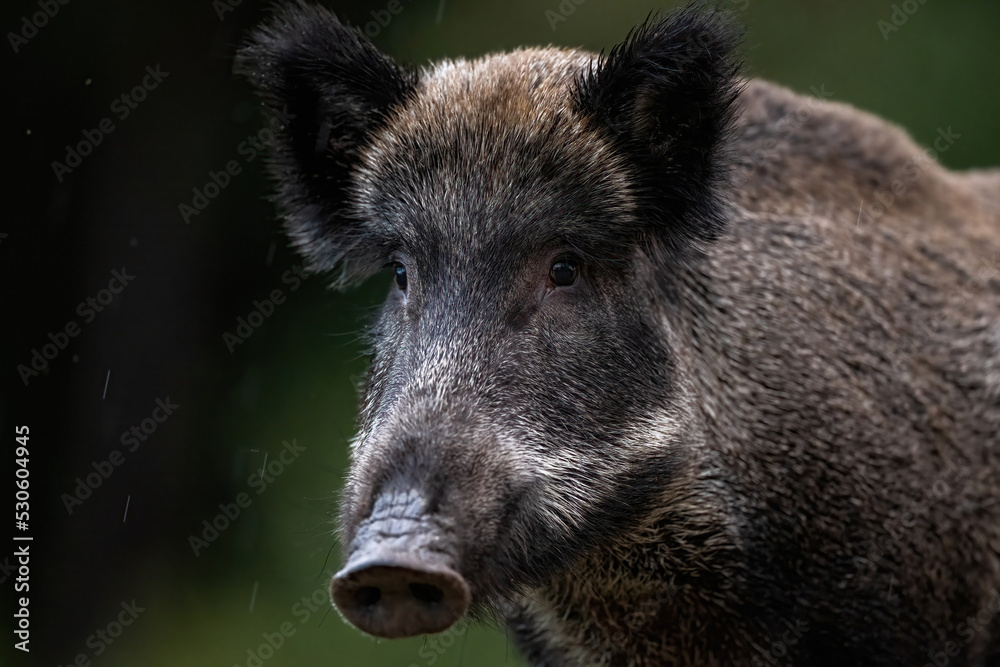 Wild boar portrait in the light rain Wild boar portrait in the light rain