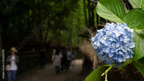 blue hydrangea in the spotlight