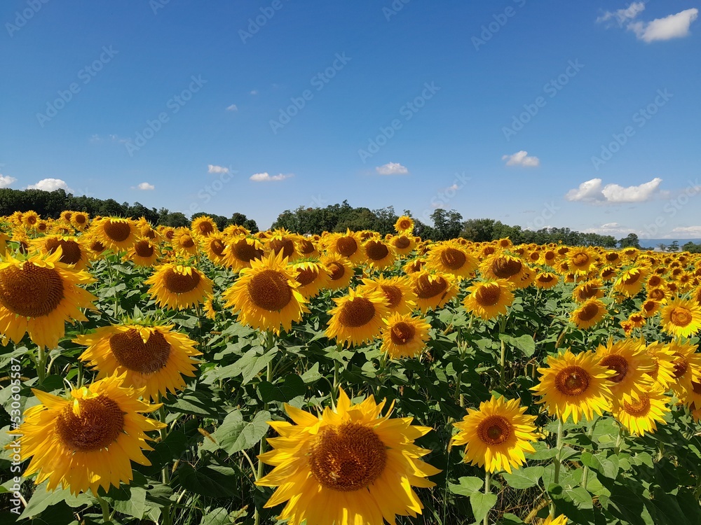 Obraz premium Sunflowers in the field