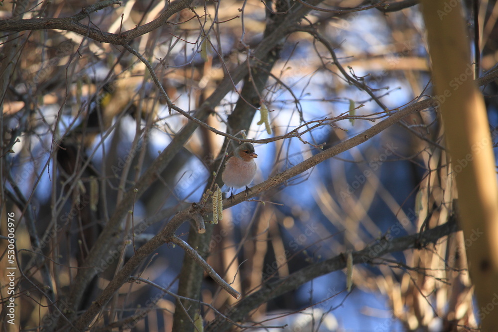 Obraz premium chaffinch on a branch 
