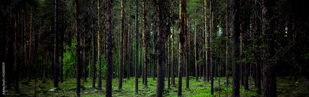 Baumstämme in einem Tannenwald mit grünem Waldboden Baumstämme in einem Tannenwald mit grünem Waldboden