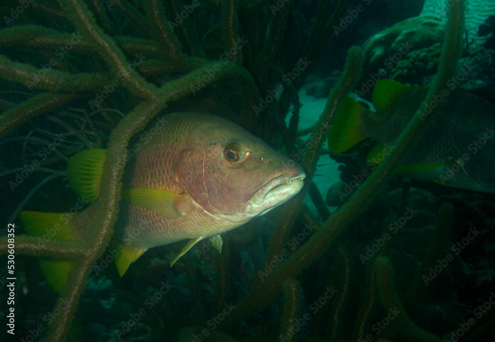 Fototapeta premium underwater scene , coral fish , caribbean sea