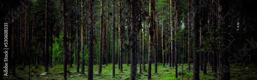 Baumstämme in einem Tannenwald mit grünem Waldboden