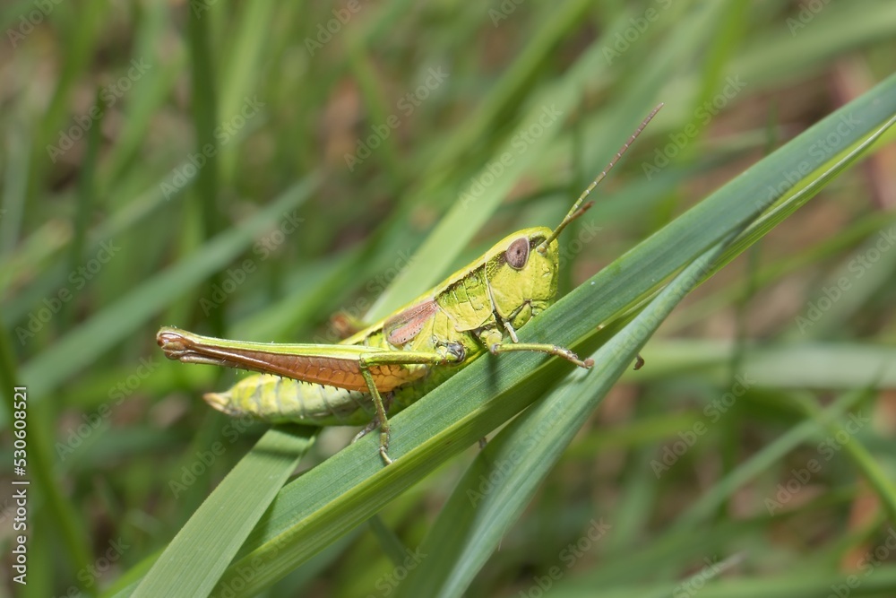 meadow grasshopper Pseudochorthippus parallelus Male meadow grasshopper Pseudochorthippus parallelus Male