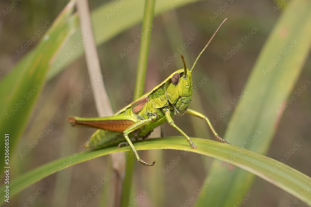 meadow grasshopper Pseudochorthippus parallelus Male meadow grasshopper Pseudochorthippus parallelus Male