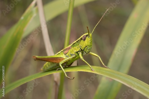 meadow grasshopper Pseudochorthippus parallelus Male