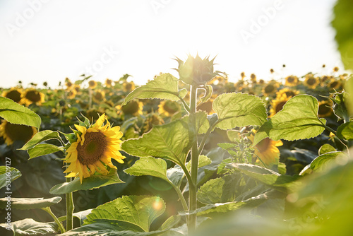 Sunflower field in the countryside. Ukrainian fertile soil that supplies the whole world with sunflower oil. Rural field with bright yellow flowers at sunset.Organic food production.Ecology protection