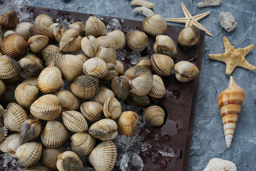 fresh clams in a small shell on a wooden board with ice macro photo
