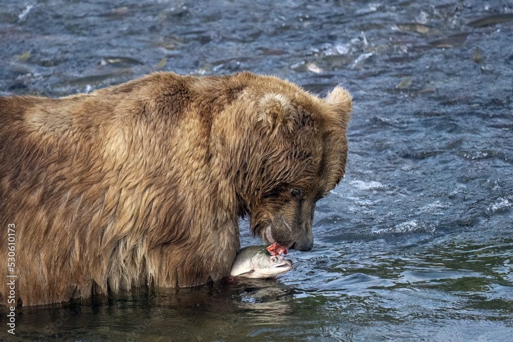 Brown Bear high grading (eating selective parts) Sockeye Salmon in Brooks River Alaska Brown Bear high grading (eating selective parts) Sockeye Salmon in Brooks River Alaska