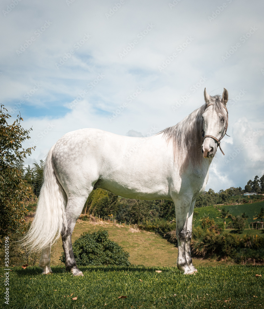 Obraz premium white horse