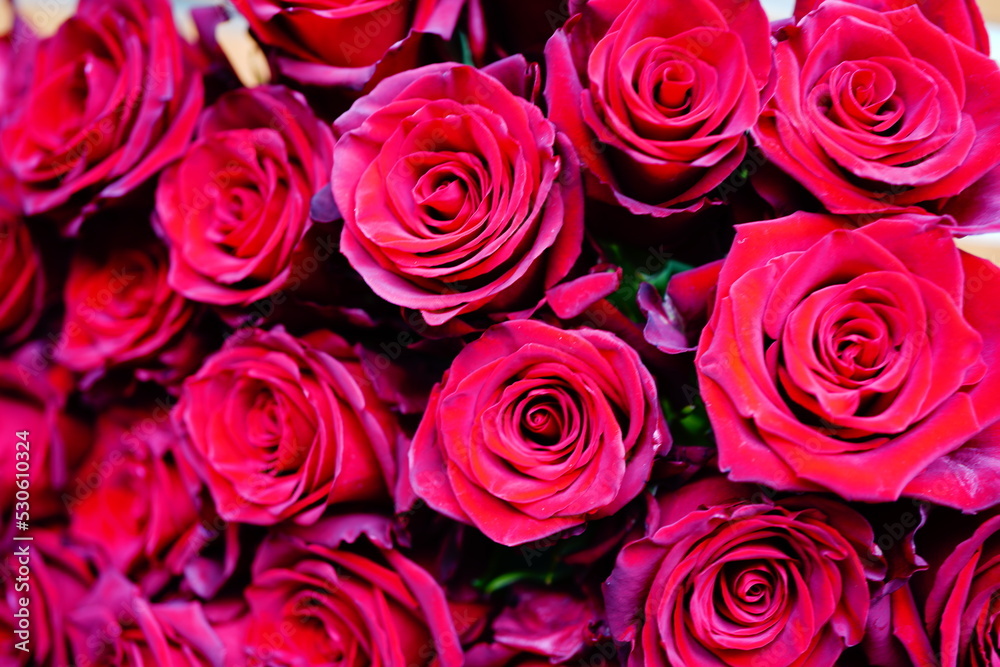25 rote Rosen 25 rote Rosen
