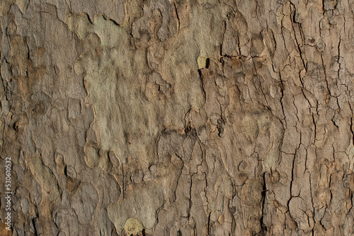 Fototapeta Bark pattern is seamless texture from tree