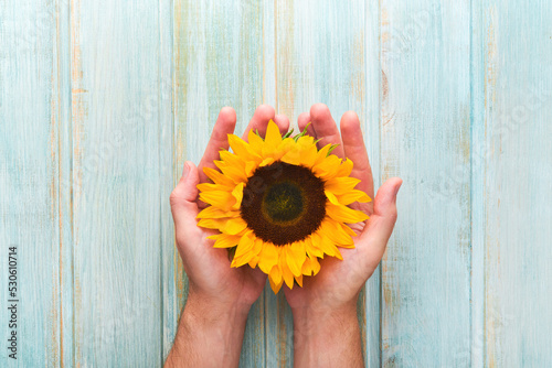 Sunflowers.  Beautiful sunflower in male hands on old blue wooden board. Flat lay top view copy space. Summer banner. Mock up for design. Sunflower natural background. Top view.