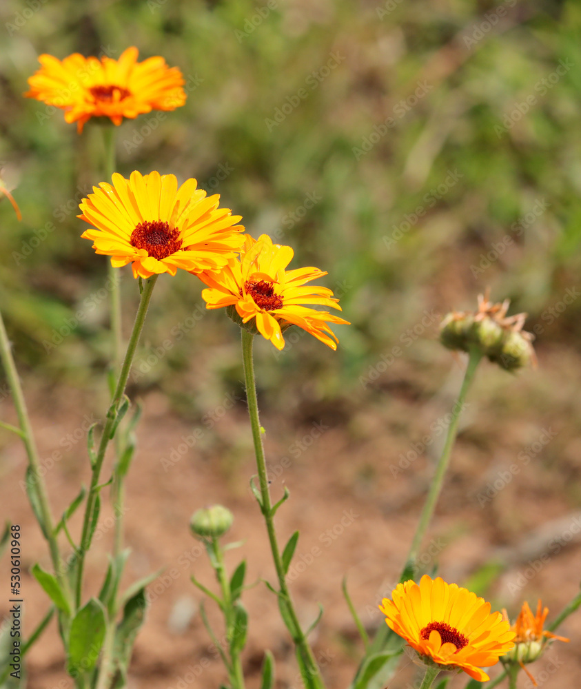 marigold flowers to production of medicines or for essential oils marigold flowers to production of medicines or for essential oils