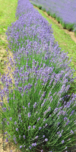 Fototapeta Naklejka Na Ścianę i Meble -  lavender flower bushes in the cultivated field for the production of perfumes and essential oils