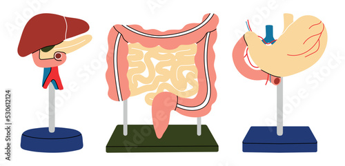Models of gastrointestinal tract, flat line vector style. Cartoon anatomical organs on stand, stomach, liver, intestines, set for biology, medicine, physiology. Health, body, digestion, flora, system.