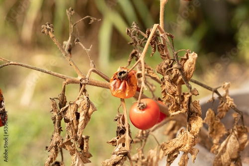 Obraz na plátně shriveled tomato on a dry tomato plant