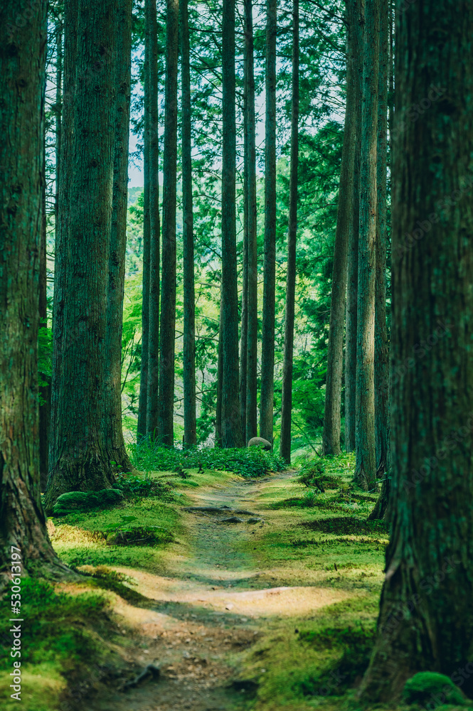 Obraz premium 神秘的な森