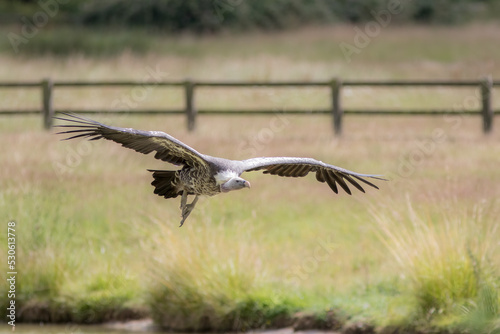 Vulture flying. Ruppells griffon vulture in flight over grassland