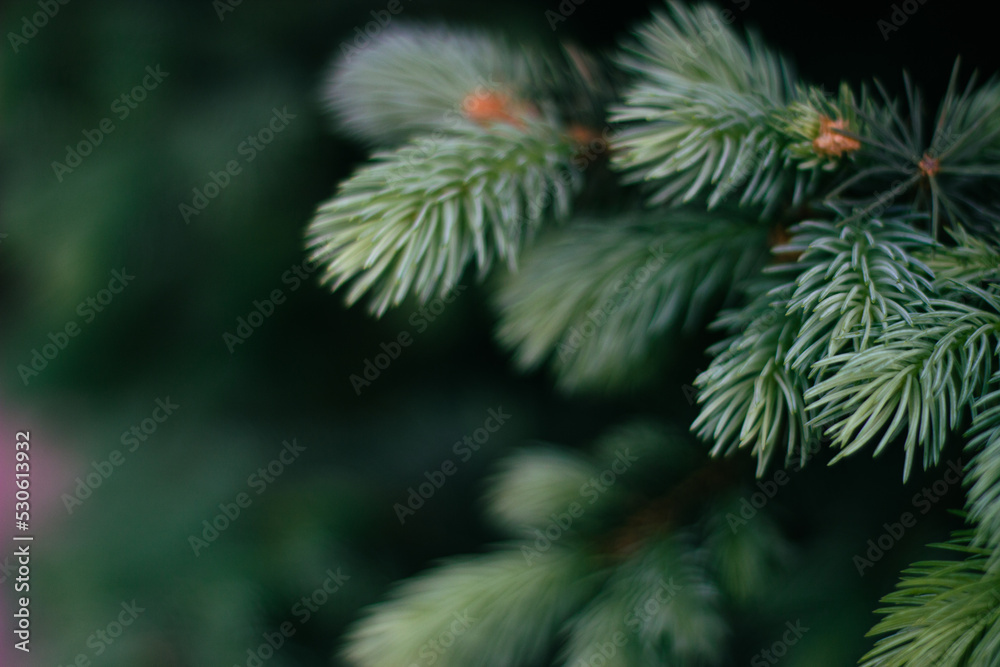 close up of pine needles