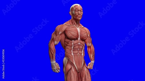 muscle maps man is dancing in blue chroma key background